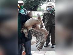 
      
      Odisha Forest Department rescues American Brown Pelicans hit...
      
      