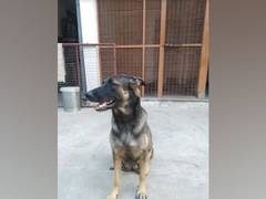 
      
      ITBP K9 squad's mother warriors give birth to 17 Malinois...
      
      