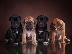 
      
      Itsaboutdog.com: a comprehensive guide launched for dog owners
      
      