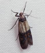 
    Climate change impacts fertility in insects, study reveals
    