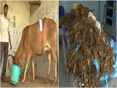 
      
      Doctors remove 52kg plastic from cow's stomach in Tamil Nadu
      
      