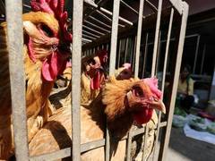 
      
      S. Korea confirms first outbreak of bird flu among poultry in 2020
      
      
