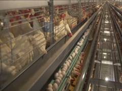 
      
      Poultry sector in crisis, seeks relief assistance from Centre
      
      