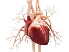 
      
      Death of a family member may increase heart failure risk
      
      