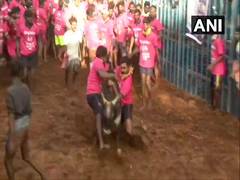 
      
      Traditional bull-taming sport Jallikattu begins in Madurai
      
      