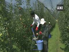 
      
      Sher-e-Kashmir University introduces hail net system to...
      
      