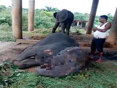 
      
      Jumbo Julie dies at Odisha Zoo
      
      