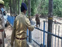 
      
      Lucknow police protects monkeys, stray animals from hunger, thirst
      
      