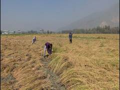 
      
      Despite low rain, valley reaps 'record-breaking' paddy crop
      
      