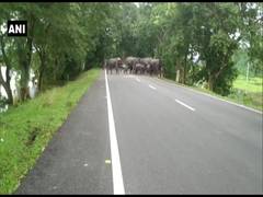 
      
      Assam floods: 108 animals die at Kaziranga National Park
      
      