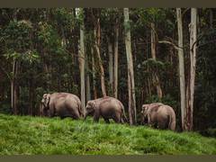 
      
      Best National Parks in Kerala to visit for families
      
      