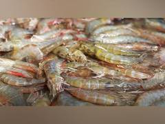 
      
      Kings Infra creates a world record by harvesting 80 gm L...
      
      
