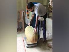 
      
      51.4 kg jackfruit in backyard farm, Kollam man applies for...
      
      