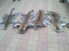 
      
      Odisha: STF seizes 4 leopard skins, 7 arrested
      
      
