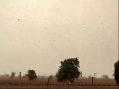 
      
      No response by Pakistan to India's offer on locust issue,...
      
      