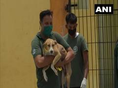
      
      Lucknow civic body sterilises, tags stray dogs 
      
      