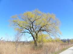 
      
      Land conservation helps local economies grow, study suggests
      
      