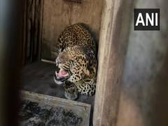 
      
      Leopard enters Nashik's residential area 
      
      