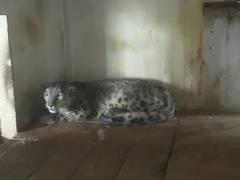
      
      Number of snow leopards to 13 in West Bengal's Padmaja Naidu...
      
      