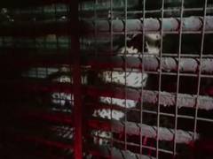 
      
      Gujarat: Leopard enters residential area, captured
      
      