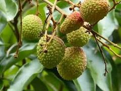 
      
      Bihar: Litchi farmers in Muzaffarpur demands government support
      
      