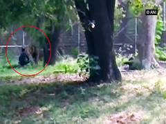
      
      Man breaches enclosure at Delhi Zoo, sits face-to-face with...
      
      