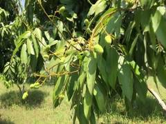 
      
      Litchi Research Centre in Bihar devises method for higher...
      
      