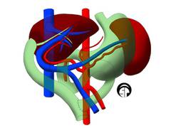 
      
      Liver transplant survival rate improving among older adults,...
      
      