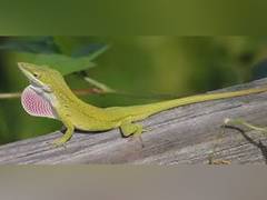 
    Sunbathing slows evolution in island lizards: Study
    