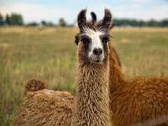 
      
      4-year-old Belgian llama could be the key in fighting...
      
      