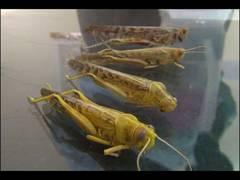 
      
      Rajasthan: LWO gears up to tackle locust attack
      
      