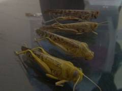 
      
      Indian, Pak officials hold discussion over locust outbreak
      
      