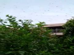 
      
      Locusts swarms spotted in multiple places in Gurugram
      
      