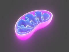 
      
      Scientists explore how a Parkinson's disease-linked protein...
      
      