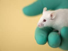 
    New study indicates on mice learning to suppress escape responses
    