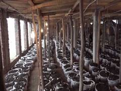 
      
      Locals making money by mushroom cultivation in Kathua 
      
      