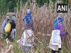 
      
      Karnataka: Maize crops damaged due to incessant rain in Shivamogga
      
      