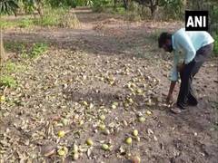 
      
      Cyclone Tauktae damages mango trees, ruins farmers in...
      
      