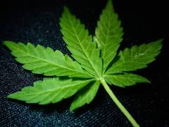 
      
      Study finds older adults using cannabis to treat common...
      
      