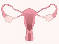 
      
      Early onset of menstruation increases risk of type 2 diabetes
      
      