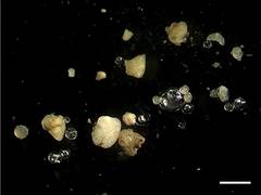 
      
      Study investigates how microplastics harm organisms in...
      
      