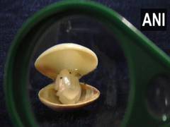 
      
      Surat-based Miniature artist creates Ganesha idol on shells,...
      
      