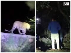
      
      Leopard sighted again in Delhi's Sainik Farm area, search on
      
      