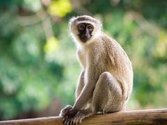 
    Research shows even animals benefit from social distance to prevent disease
    
