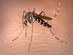 
      
      Malaria parasites adapt to survive dry season, suggests study
      
      