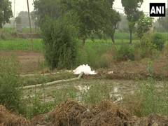 
      
      Farmers in Mungeshpur using toxic drain water for growing...
      
      