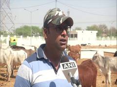 
      
      Days after accident, pregnant cow dies during treatment in...
      
      