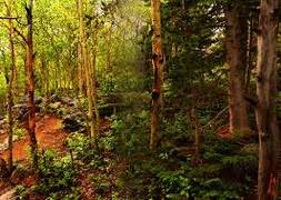 
      
      Native plants regenerate after removal of invasive shrubs,...
      
      