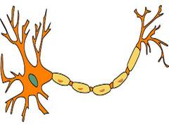 
      
      New research identifies neurons that drive and quench salt...
      
      
