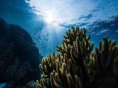 
      
      ADB, EIB join forces to protect oceans, support blue economy
      
      